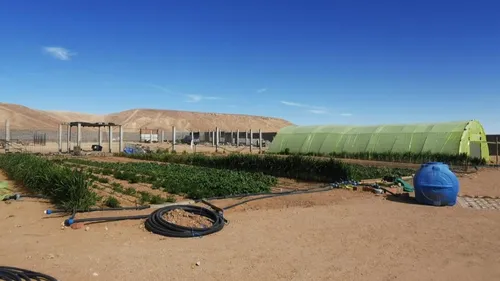 De Gravelines au Sahara : tomates, poivrons et oignons sortent du...