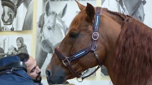 Calais : le cheval Peyo, qui aide les patients en fin de vie,...