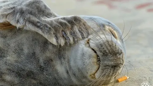 Un phoque en grand danger à Dunkerque
