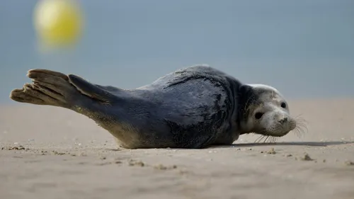 Bray-Dunes : le petit phoque retrouvé sur la plage est mort
