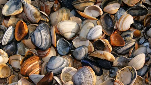 Dunkerque :  Partez dimanche à la découverte des coquillages au...