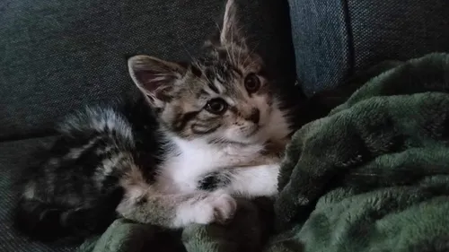 Autant d’abandons d’animaux qu’en été en ce moment à la SPA de...