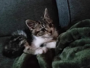Autant d’abandons d’animaux qu’en été en ce moment à la SPA de...
