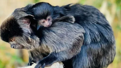 Fort-Mardyck : un bébé tamarin de Goeldi est né à Bio-Topia