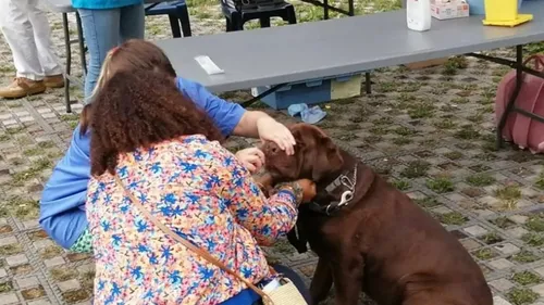 Saint-Omer : lutte contre les déjections canines, les propriétaires...