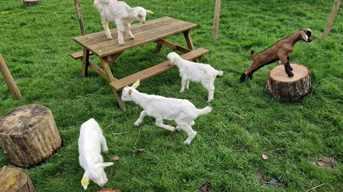 Des chevreaux sauvés de l’abattoir à Coudekerque-Branche