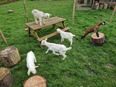 Des chevreaux sauvés de l’abattoir à Coudekerque-Branche