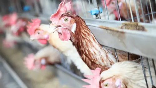 Un foyer détecté de grippe aviaire : le Dunkerquois passe en zone...
