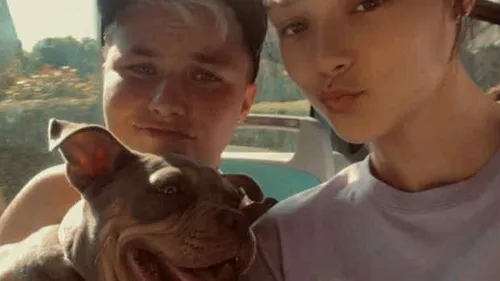 Le Portel : un chiot décède après avoir été piqué par des guêpes...