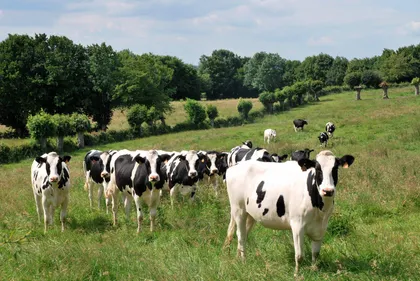 Comment se passe la transmission des exploitations agricoles dans...