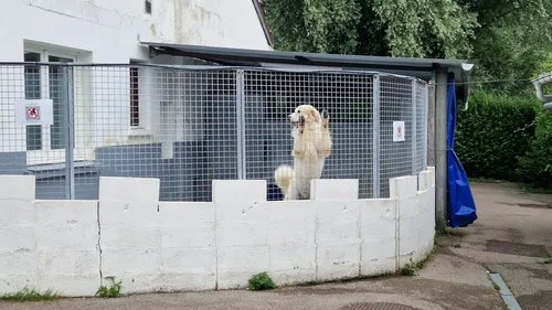 Saint-Omer : des animaux éprouvent des difficultés à être adoptés,...
