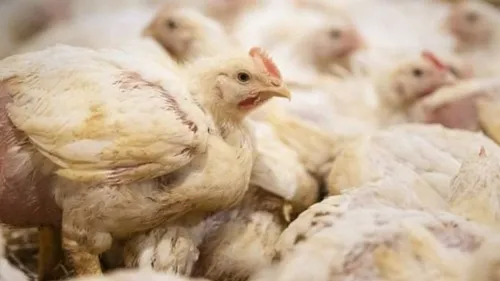 Steenwerck : un appel pour dire non au projet d’élevage intensif de...