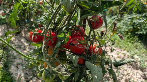 Haverskerque : la fête de la tomate, « reconnue comme la plus...