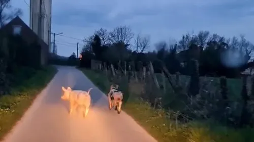 Scène insolite à Audruicq : deux cochons en vadrouille au bord de...