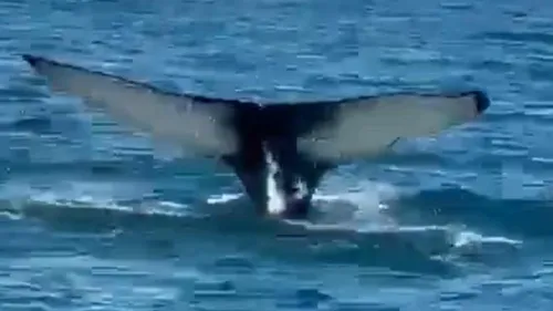 Boulogne-sur-Mer : une baleine à bosse aperçue et filmée près de...
