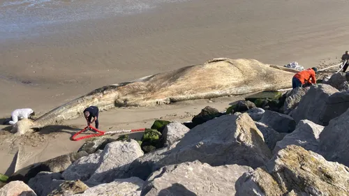 Calais : l'opération pour retirer la baleine morte a commencé sur...