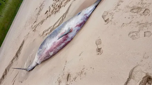 Dunkerque : cette fois, personne n'a pu sauver la baleine