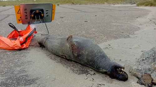 Dunkerque : un phoque retrouvé attaché sur la plage du Braek