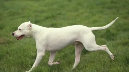 Outreau : une fillette de 6 ans mordue au visage par un chien