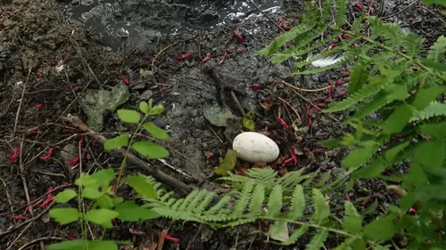  Un évènement exceptionnel : un oeuf de flamand rose pondu à...