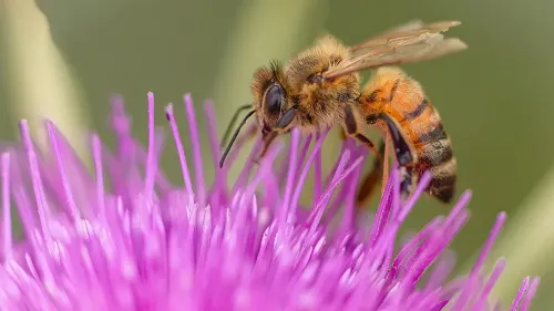 Witternesse : une miellerie bientôt en service dans le village