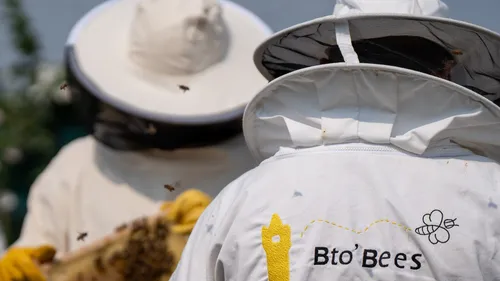 Witernesse : Des abeilles dans les entreprises pour faire du bien à...