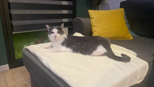 Fiennes :  leur chat touché par une balle de plomb, les...