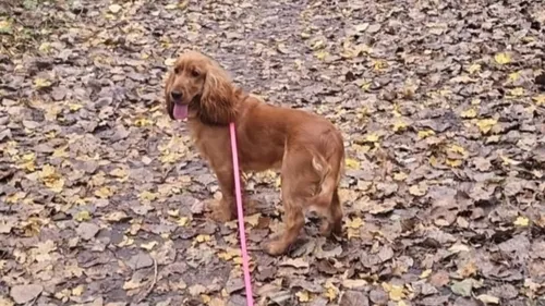 Loon-Plage : des animaux morts empoisonnés