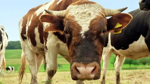 Ledinghem : un homme de 72 ans violemment percuté par un taureau