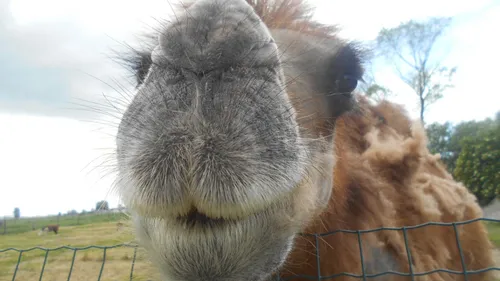 Découvrez en famille les animaux atypiques de la ferme “Les...