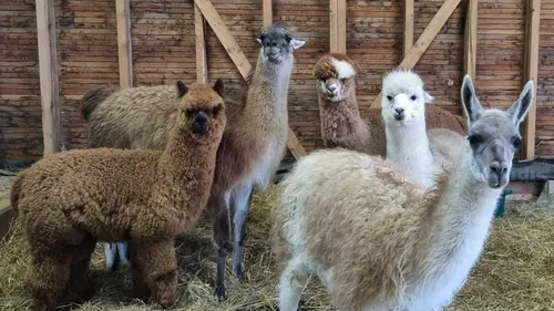 Pitgam : Amoureux des bêtes !!! Venez découvrir les lamas et...
