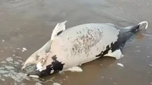 Un marsouin s'échoue sur la plage de Berck-sur-Mer