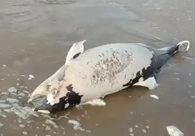 Un marsouin s'échoue sur la plage de Berck-sur-Mer