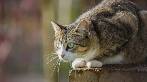 Boulonnais : Six mois de prison pour l'homme qui avait étranglé et...