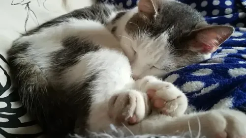 Boulogne-sur-Mer intensifie la protection des chats errants