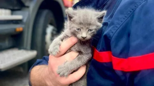 Des chatons sauvés d'un silo par les pompiers à Bourbourg