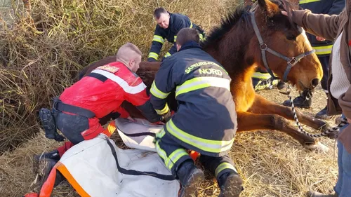 Oye-Plage : une voiture percute un cheval ce mercredi