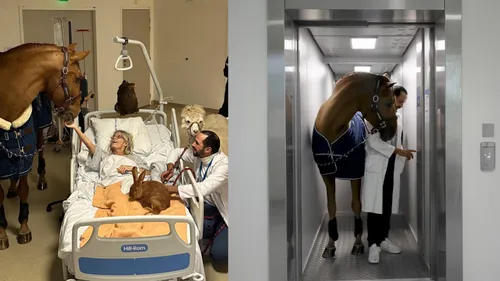 L'incroyable histoire de Peyo, le cheval qui soigne, bientôt à...