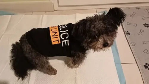 Chiens mortellement percutés à Coudekerque-Branche, un premier...