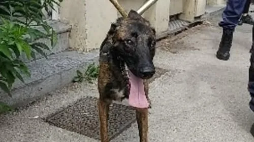 Merville : un chien récupéré par les gendarmes après des actes de...
