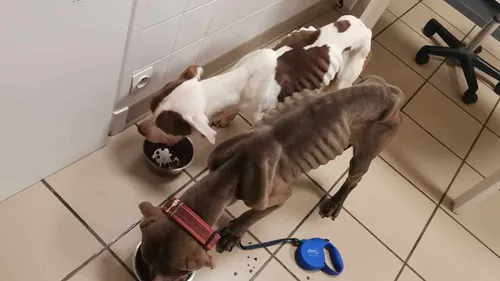 Boulogne: 2 chiens retrouvés "à l'agonie" dans un appartement