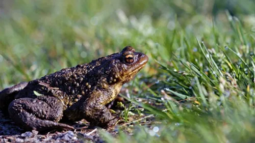 Des tunnels pour sauver les grenouilles entre Ambleteuse et Wimereux