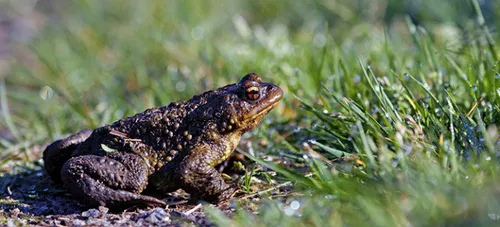 Des tunnels pour sauver les grenouilles entre Ambleteuse et Wimereux