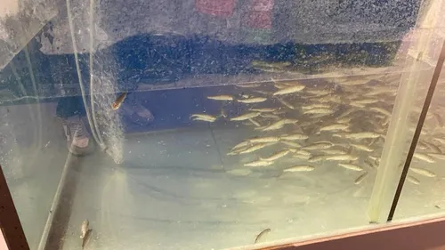 Longuenesse : polémique autour de la détention de poissons pour la...