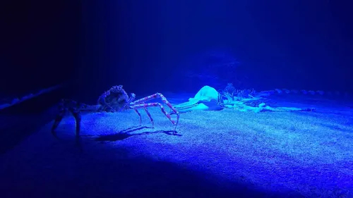 "Destination abysses": plongée dans le nouvel espace de Nausicaà...