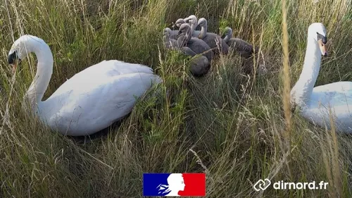 Calais : une famille de cygnes sauvée d'une mort certaine sur l'A16