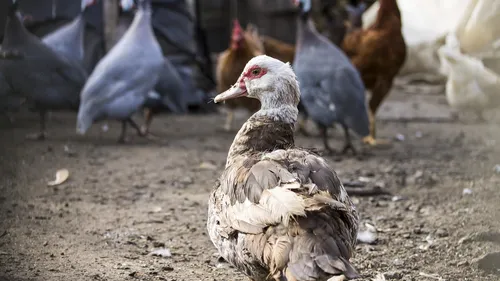 Les mesures de prévention contre l'influenza aviaire renforcées...