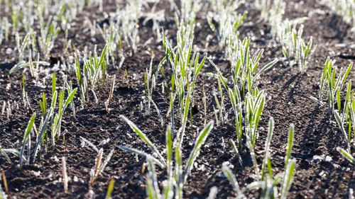 Le gel, bon pour les cultures, moins pour les élevages de la région