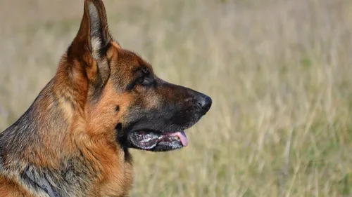 Calais : plusieurs personnes blessées, dont un enfant, par deux...