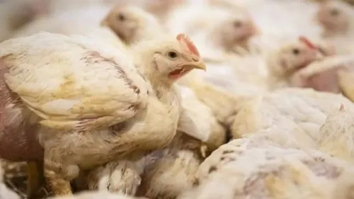 De nouveaux foyers de grippe aviaire détectés en Belgique